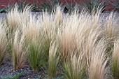 STIPA TENUISSIMA