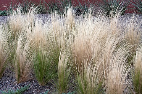 STIPA_TENUISSIMA