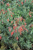 ZAUSCHNERIA ARIZONICA