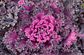 BRASSICA OLERACEA CHIDORI RED KALE