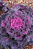 BRASSICA OLERACEA CHIDORI RED KALE