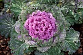 BRASSICA OLERACEA KAMOME PINK KALE