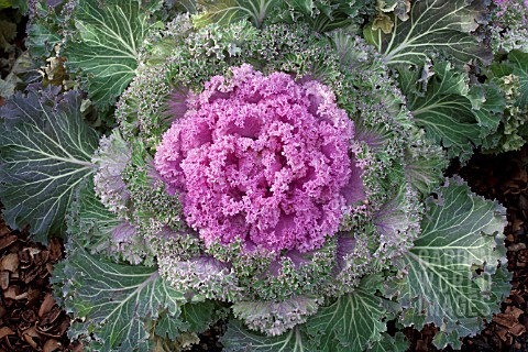 BRASSICA_OLERACEA_KAMOME_PINK_KALE