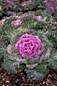 BRASSICA OLERACEA KAMOME PINK KALE