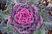 BRASSICA OLERACEA KAMOME RED KALE