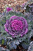 BRASSICA OLERACEA KAMOME RED KALE