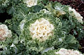 BRASSICA OLERACEA KAMOME WHITE KALE