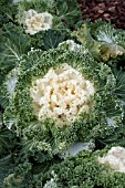 BRASSICA OLERACEA KAMOME WHITE KALE