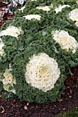 BRASSICA OLERACEA KAMOME WHITE KALE