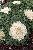 BRASSICA OLERACEA KAMOME WHITE KALE