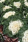 BRASSICA OLERACEA KAMOME WHITE KALE