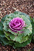 BRASSICA OLERACEA LUCIR ROSE KALE