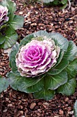 BRASSICA OLERACEA LUCIR ROSE KALE