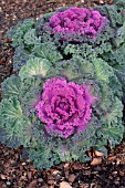 BRASSICA OLERACEA NAGOYA RED KALE