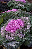 BRASSICA OLERACEA NAGOYA ROSE KALE