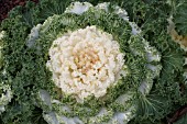 BRASSICA OLERACEA NAGOYA WHITE KALE