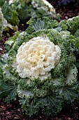 BRASSICA OLERACEA NAGOYA WHITE KALE