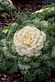 BRASSICA OLERACEA NAGOYA WHITE KALE