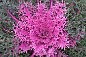 BRASSICA OLERACEA PEACOCK RED KALE