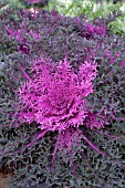 BRASSICA OLERACEA PEACOCK RED KALE