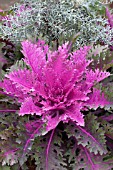 BRASSICA OLERACEA PEACOCK RED KALE