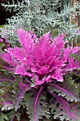 BRASSICA OLERACEA PEACOCK RED KALE