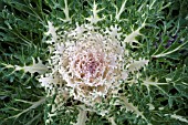 BRASSICA OLERACEA PEACOCK WHITE KALE