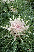 BRASSICA OLERACEA PEACOCK WHITE KALE
