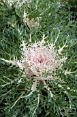 BRASSICA OLERACEA PEACOCK WHITE KALE