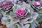 BRASSICA OLERACEA TOKYO RED CABBAGE