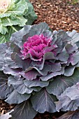 BRASSICA OLERACEA TOKYO RED CABBAGE