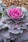 BRASSICA OLERACEA TOKYO RED CABBAGE