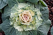 BRASSICA OLERACEA TOKYO WHITE CABBAGE