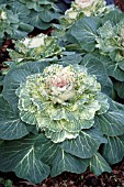 BRASSICA OLERACEA TOKYO WHITE CABBAGE