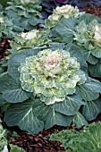 BRASSICA OLERACEA TOKYO WHITE CABBAGE