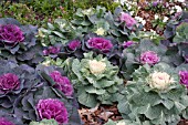 BRASSICA OLERACEA ORNAMENTAL CABBAGE MIX