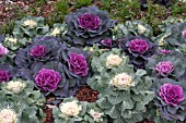 BRASSICA OLERACEA ORNAMENTAL CABBAGE MIX