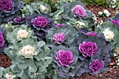 BRASSICA OLERACEA ORNAMENTAL CABBAGE MIX