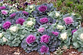 BRASSICA OLERACEA ORNAMENTAL CABBAGE MIX