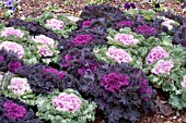 BRASSICA OLERACEA ORNAMENTAL KALE MIX