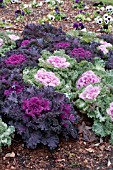 BRASSICA OLERACEA ORNAMENTAL KALE MIX