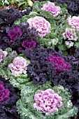 BRASSICA OLERACEA ORNAMENTAL KALE MIX