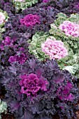 BRASSICA OLERACEA ORNAMENTAL KALE MIX