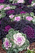 BRASSICA OLERACEA ORNAMENTAL KALE MIX