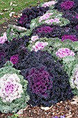 BRASSICA OLERACEA ORNAMENTAL KALE MIX