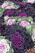 BRASSICA OLERACEA ORNAMENTAL KALE MIX