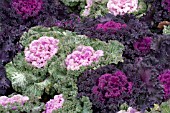 BRASSICA OLERACEA ORNAMENTAL KALE MIX