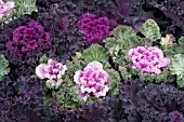 BRASSICA OLERACEA ORNAMENTAL KALE MIX