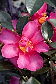 CAMELLIA VERNALIS HIRYU