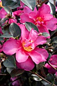 CAMELLIA VERNALIS HIRYU